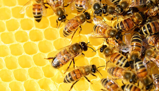 Liečivý propolis – včelí zázrak
